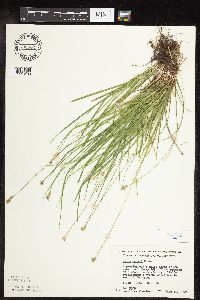 Carex peckii image