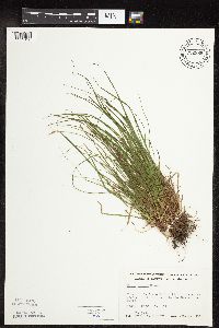 Carex peckii image