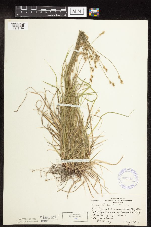 Carex peckii image