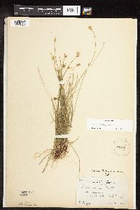 Carex peckii image