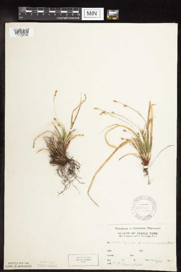 Carex pedunculata image