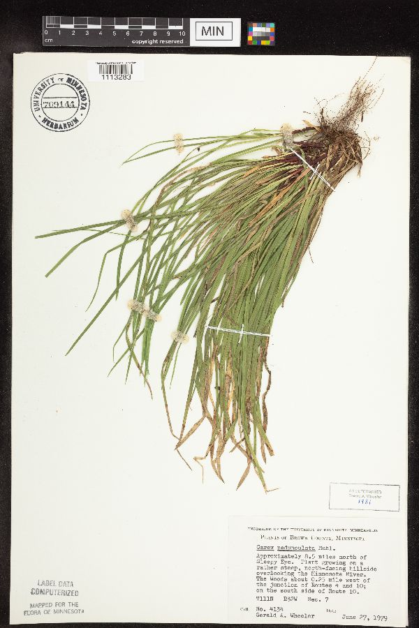 Carex pedunculata image