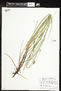 Carex pellita image