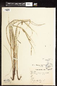 Carex pellita image