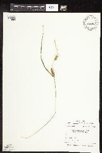 Carex pellita image