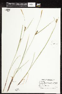 Image of Carex lanuginosa