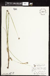 Carex pellita image