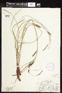 Carex pellita image