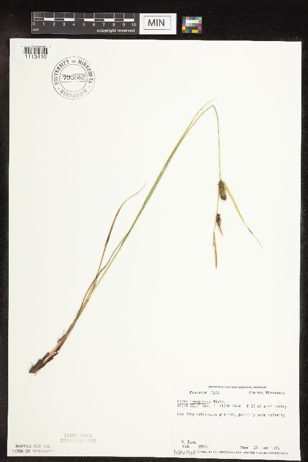 Carex pellita image