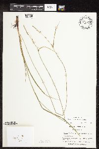 Carex pellita image