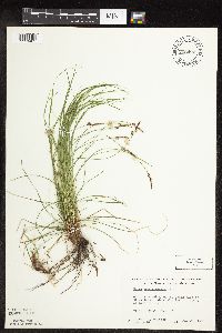 Carex pensylvanica image