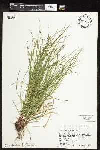 Carex pensylvanica image