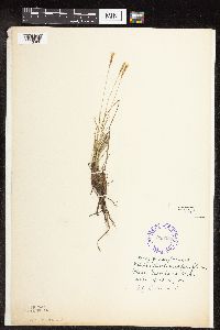 Carex pensylvanica image