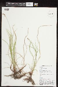 Carex pensylvanica image