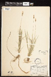 Carex pensylvanica image