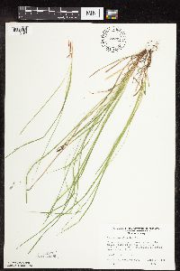 Carex pensylvanica image