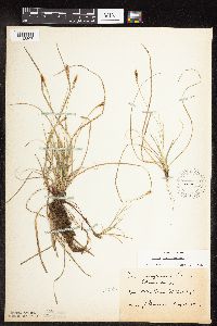 Carex pensylvanica image