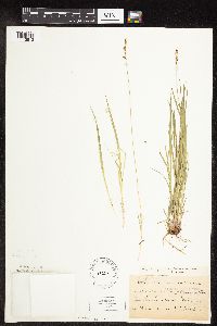 Carex pensylvanica image