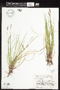 Carex pensylvanica image