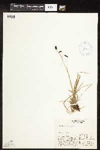 Carex podocarpa image