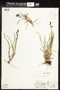 Carex podocarpa image