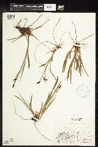 Carex podocarpa image