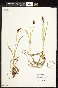 Carex podocarpa image