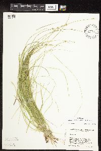 Image of Carex radiata