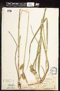 Carex retrorsa image