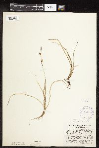 Image of Carex richardsonii