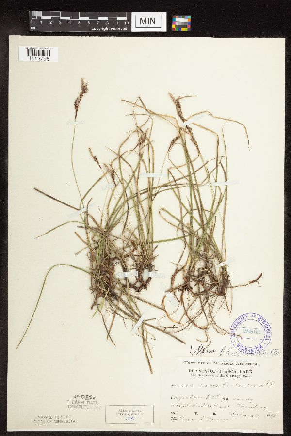 Carex richardsonii image