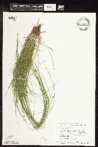 Carex rosea image