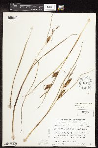 Image of Carex rostrata