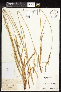 Carex sartwelliana image