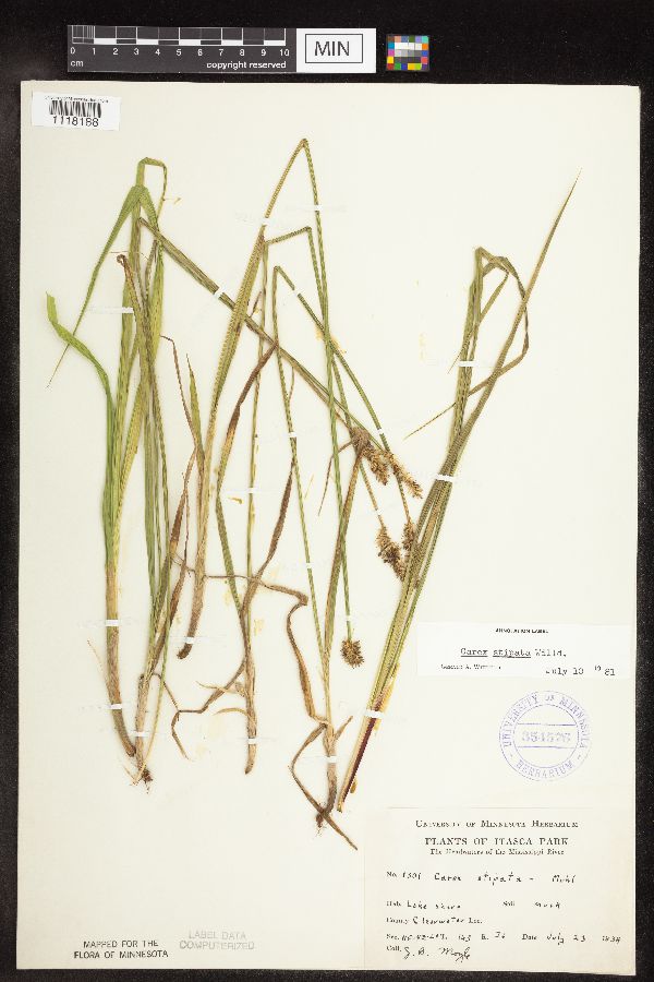 Carex stipata image