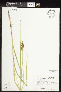 Carex stipata image