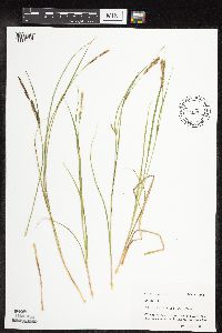 Carex stricta image