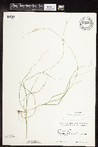 Image of Carex trisperma