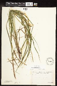 Carex tuckermanii image