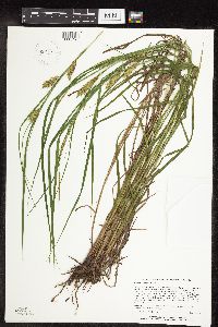 Carex tuckermanii image