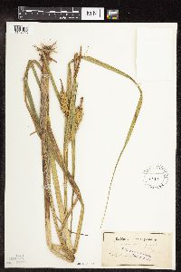 Carex utriculata image