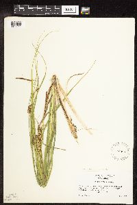 Carex utriculata image