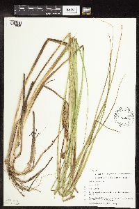 Carex utriculata image