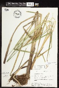 Carex utriculata image