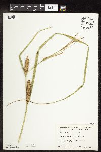 Carex utriculata image