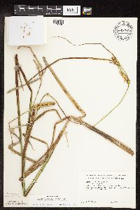 Carex utriculata image