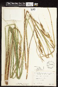 Carex utriculata image