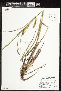 Carex utriculata image