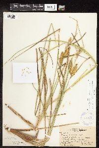 Carex utriculata image