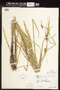 Carex utriculata image